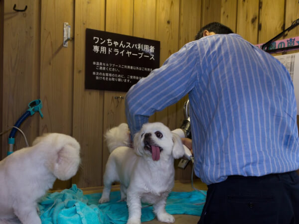 愛犬のための温泉画像3