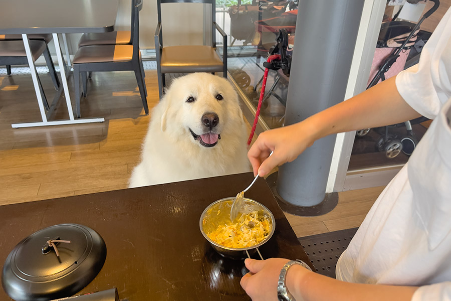 ワンちゃんクッキング画像1
            