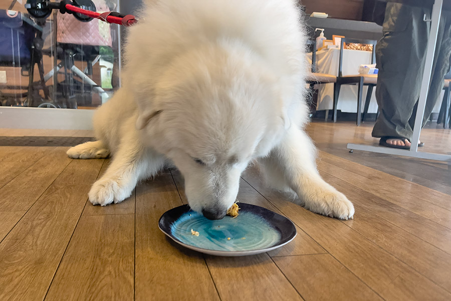 ワンちゃんクッキング画像3