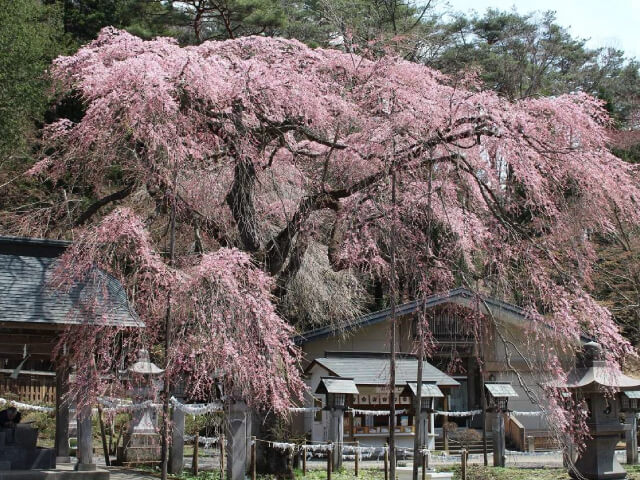 白河南湖公園画像