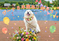 看板犬ジーナ引退画像