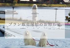 プラン販売開始の画像